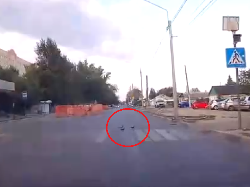 Компания голубей экстравагантно перешла по «зебре» в Воронеже