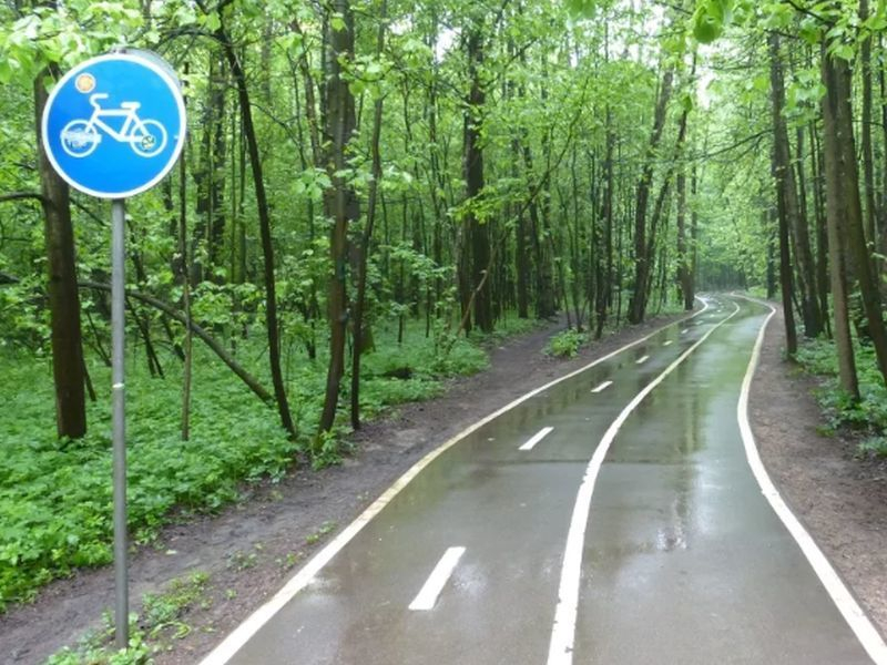 Ради велодорожки под Воронежем вырубят 450 деревьев и кустарников