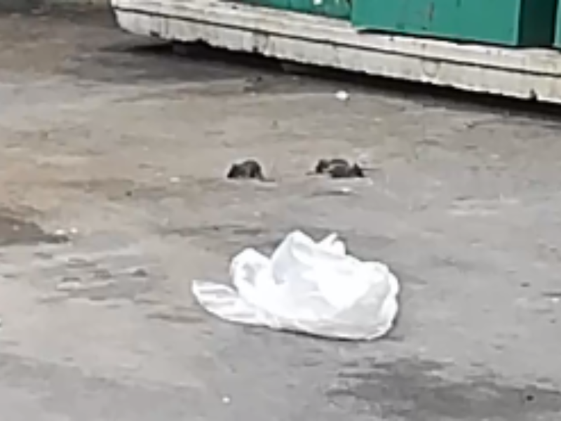 Омерзительное нашествие крыс сняли в воронежском дворе