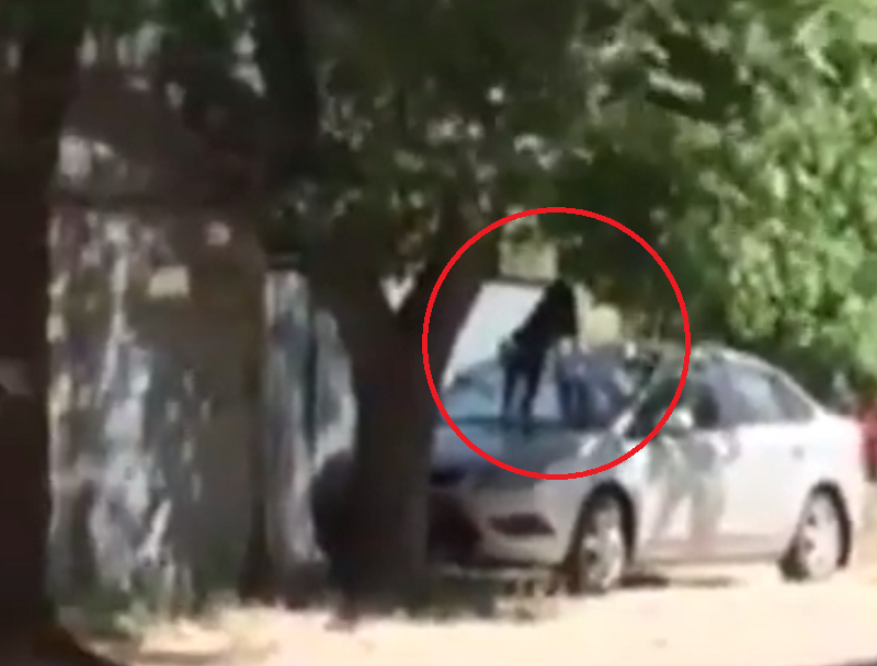 Бродячие псы атакуют людей с крыши машины в Воронеже