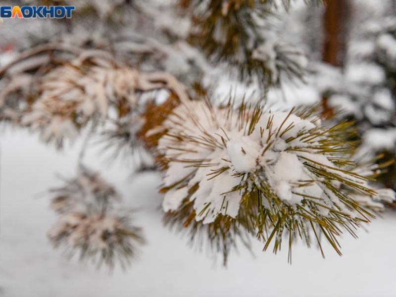 Небольшой снег и морозы до –5 принесет первый день зимы в Воронежскую область