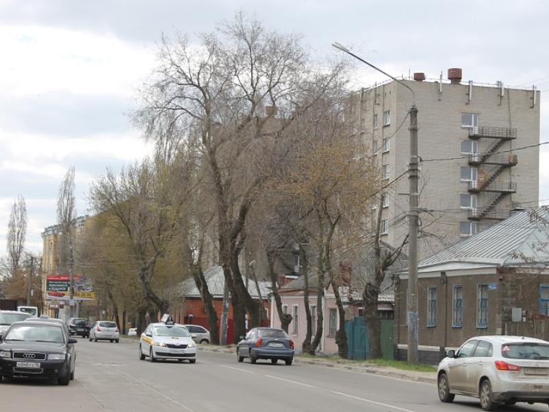 Деревья Воронежа Фото