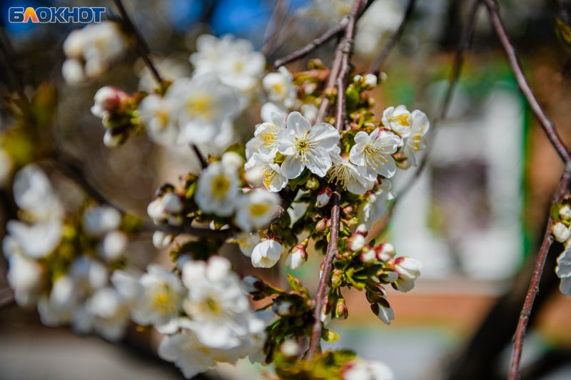 Крупнейший в Европе органический яблоневый сад появился под Воронежем