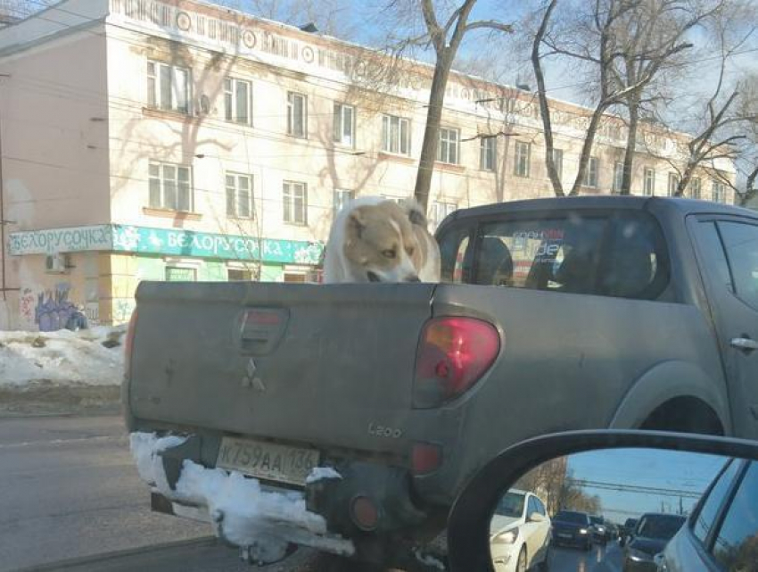 Собака в кузове пикапа