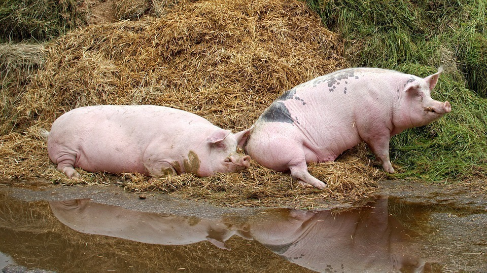 42 тысячи свиней забьют из-за вспышки АЧС на крупнейшем воронежском свинокомплексе